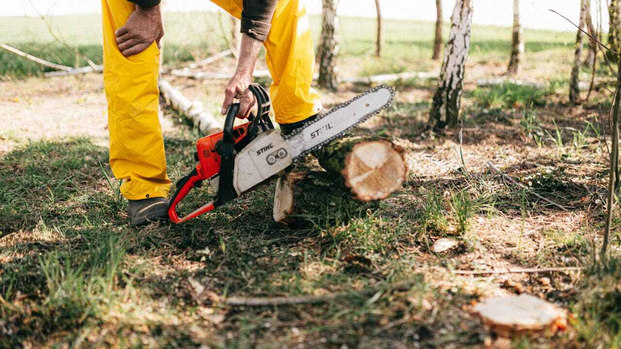 Best Stump Grinding Near Me  in Beach City, TX